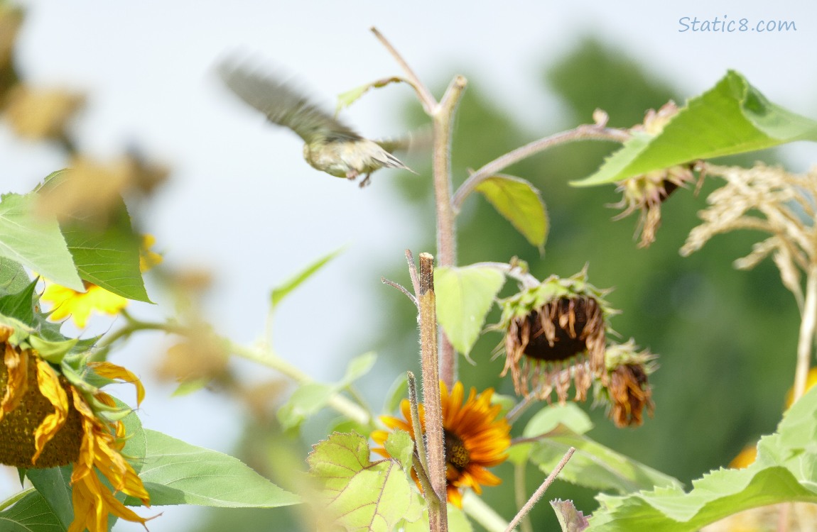 Goldfinch flying away, surrounded by spent Sunflower blossoms