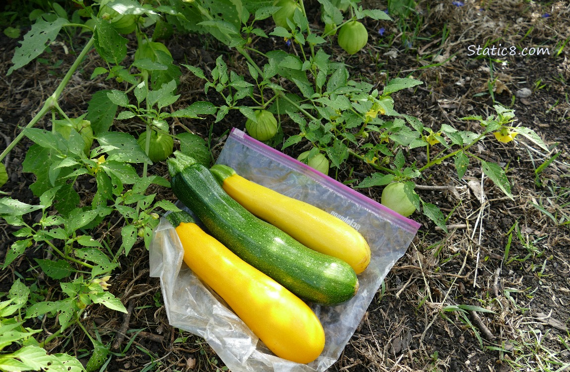 Harvested zucchinis laying on the ground with a tomatill branch with fruits and flowers