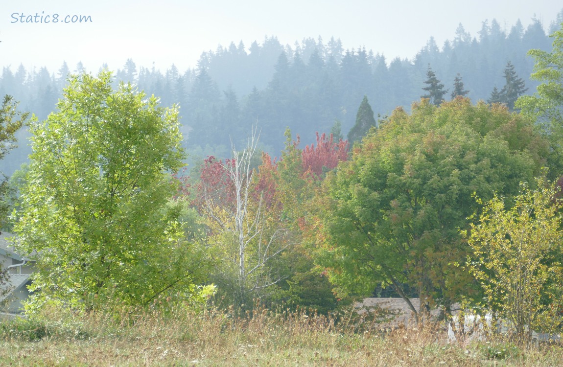 Trees on the hill