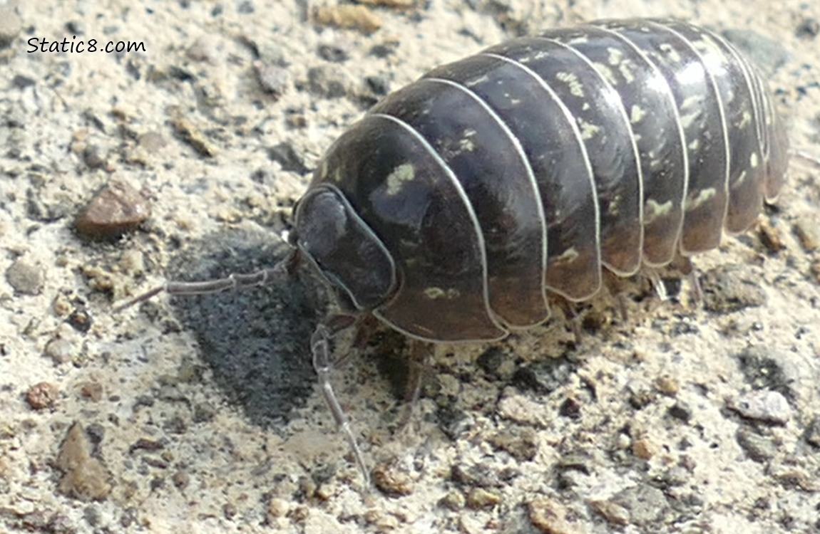 Roly Poly walking on the path