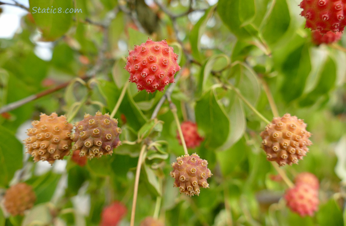 Unknown seed balls hanging from a tree