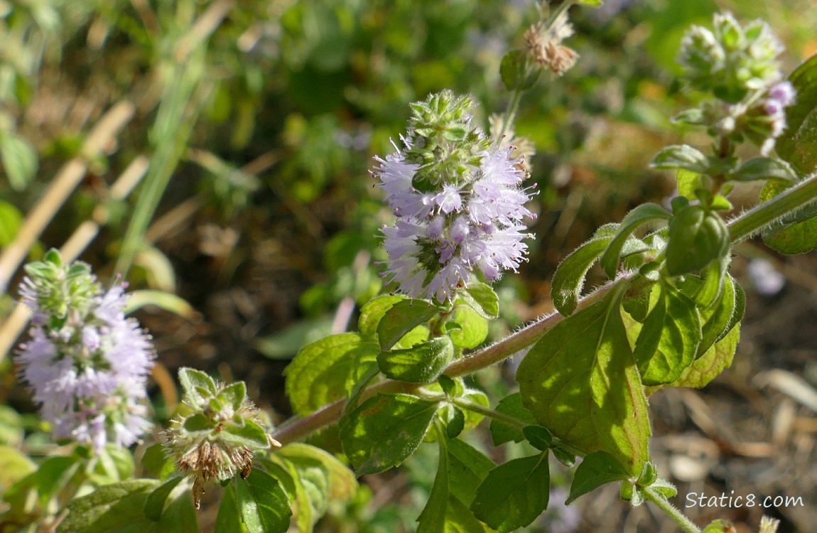 Basil blooms