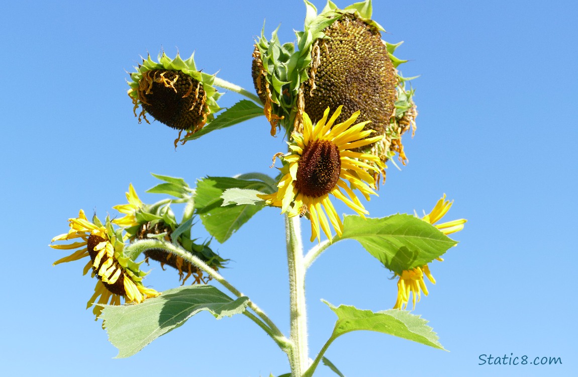 Sunflower blooms and blue sky