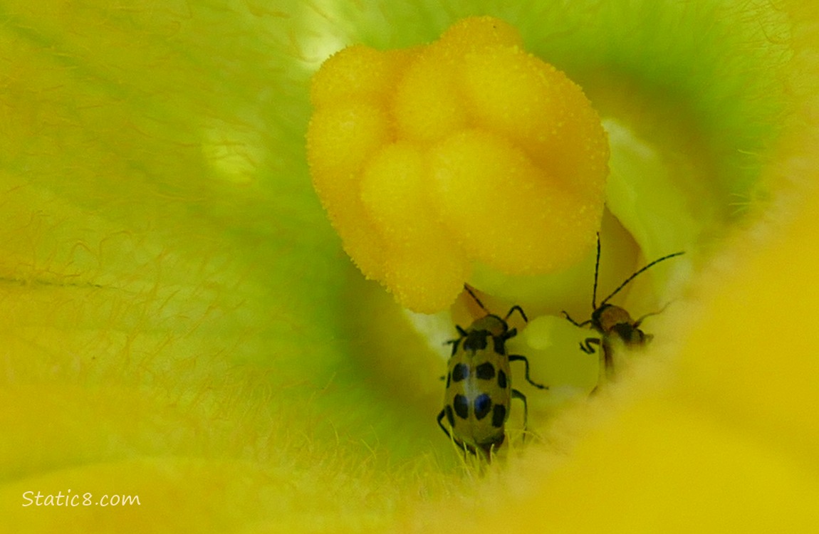 Beetles in a squash flower