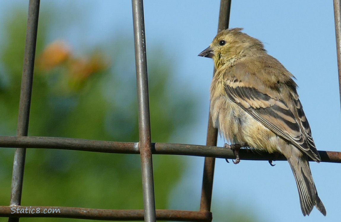 Goldfinch standing on a wire trellis