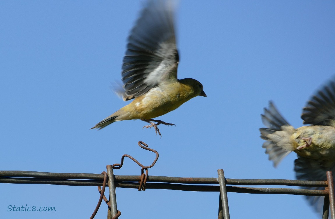 Goldfinches fly away from the wire trellis