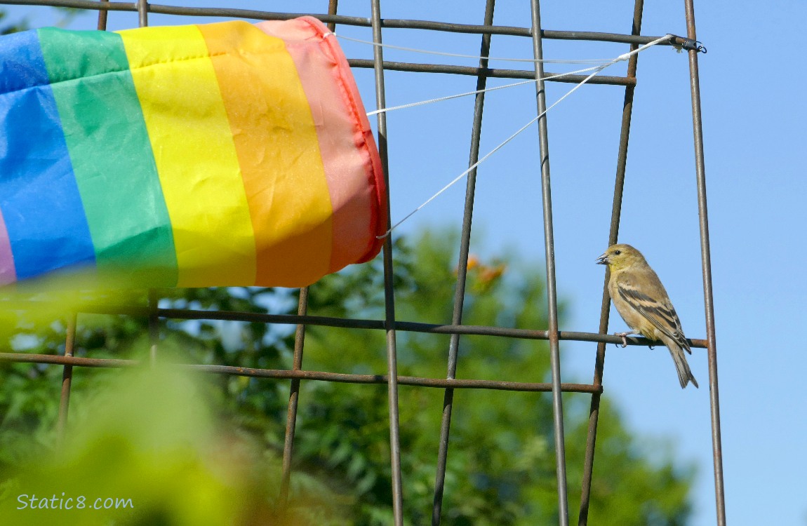 Goldfinch standing on a wire trellis with a rainbow windsock