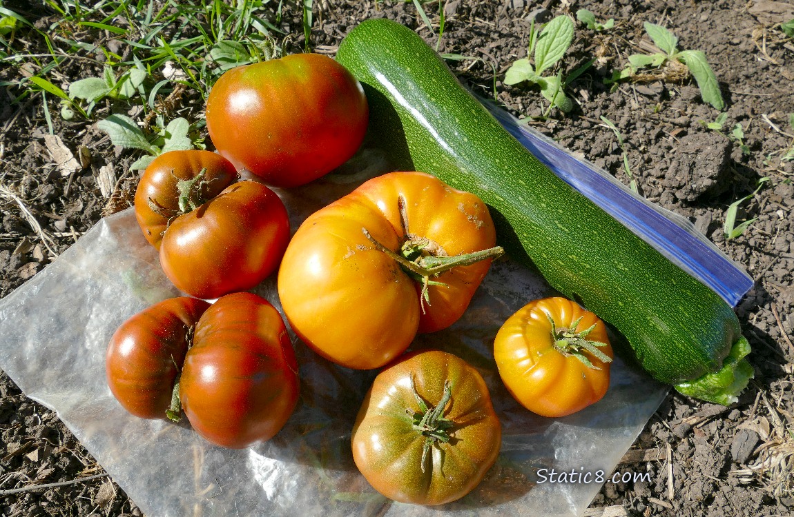 Harvested veggies laying on the ground