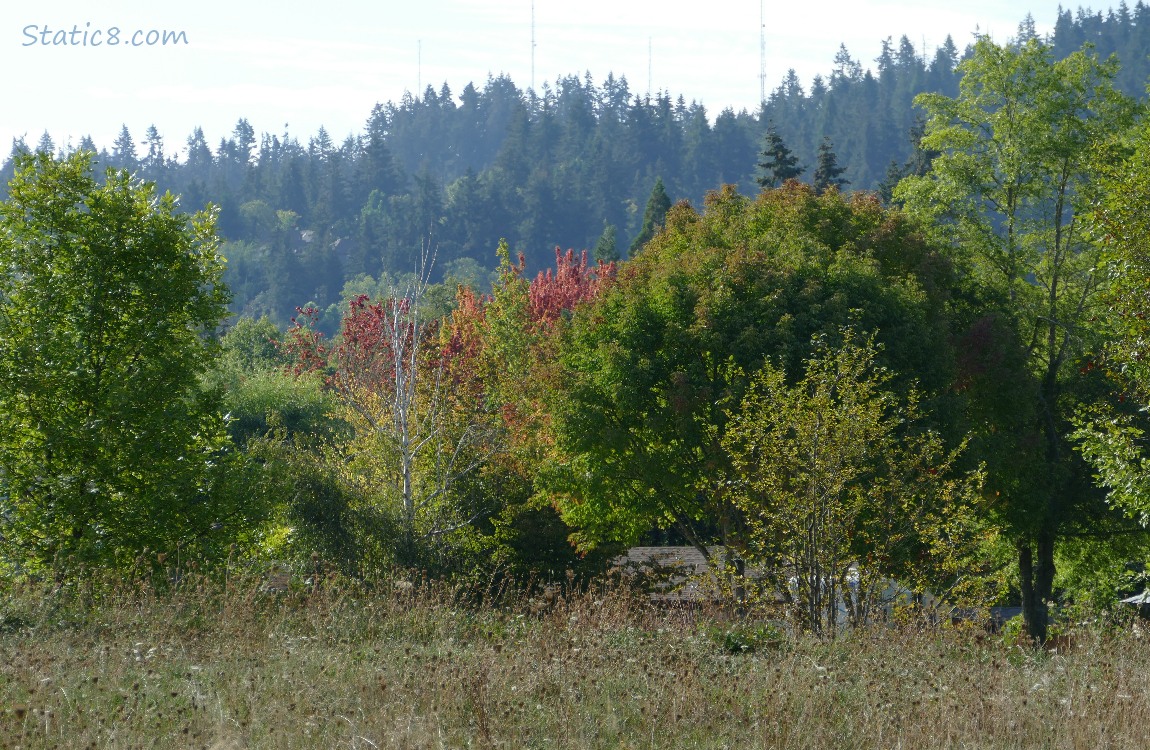 Trees on the hill