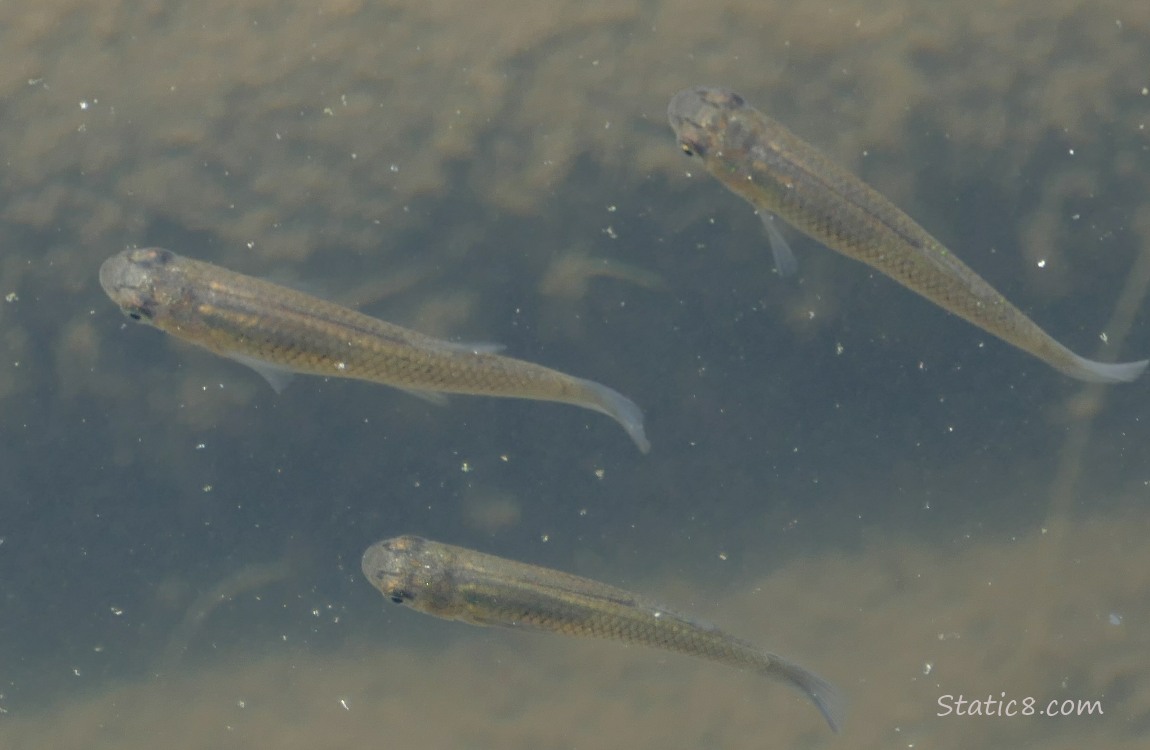 Three minnows swimming in water