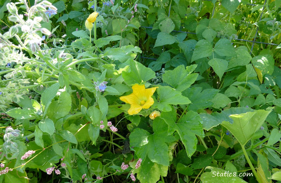 Squash plants growing and blooming