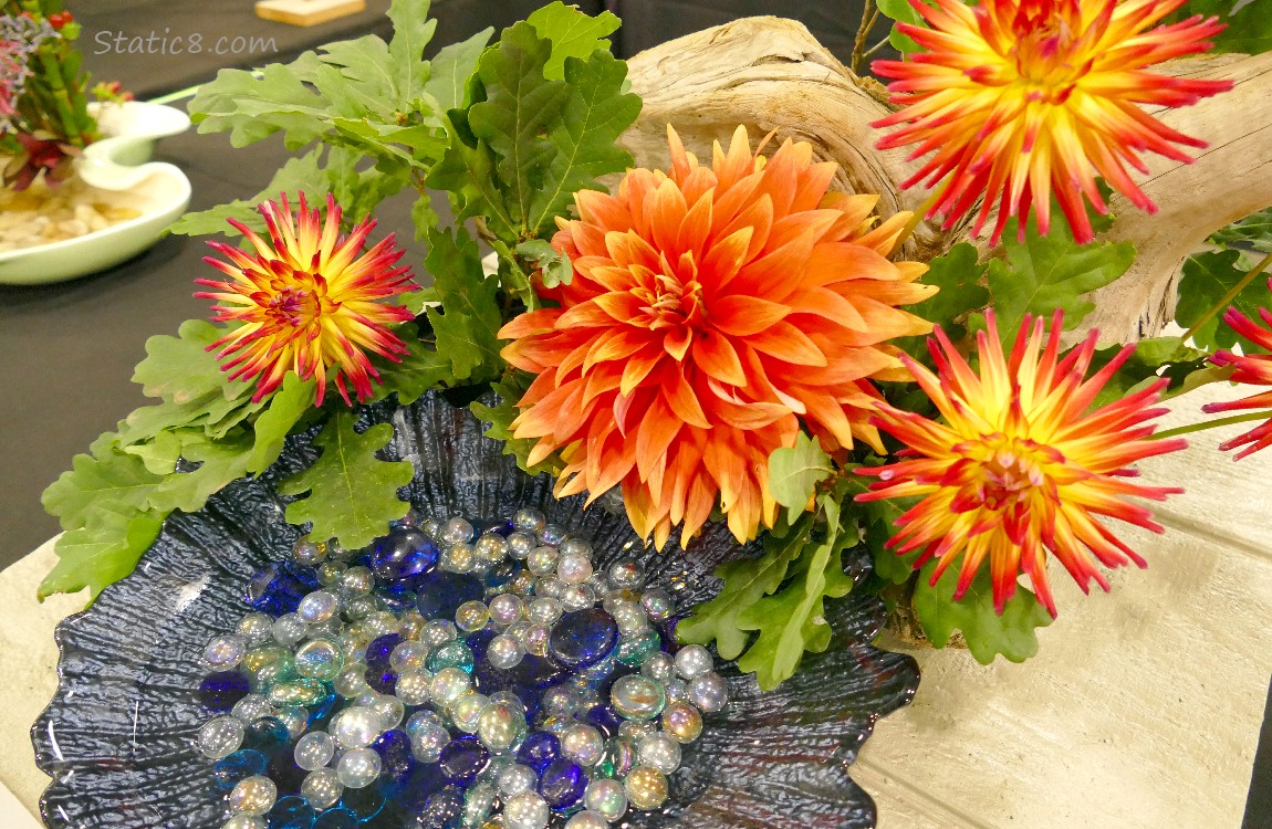 Orange Dahlia blooms with Oak leaves and blue marbles in a basin