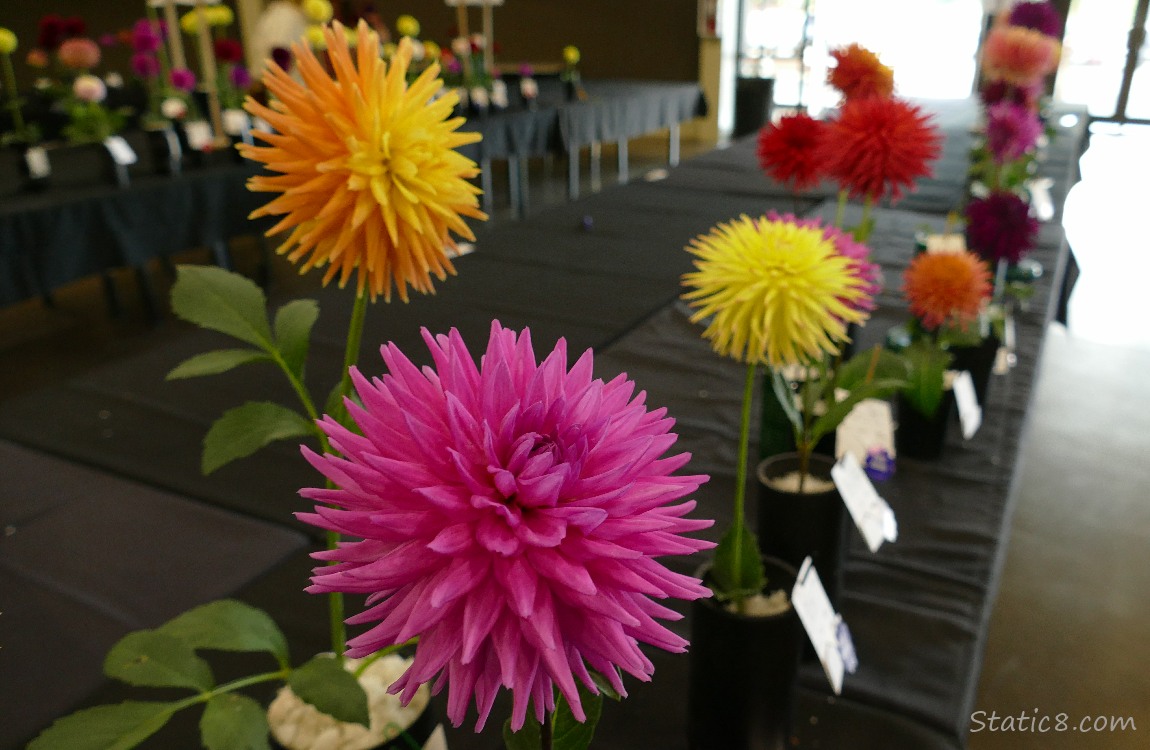 Colourful cut Dahlia blooms in vases on a table