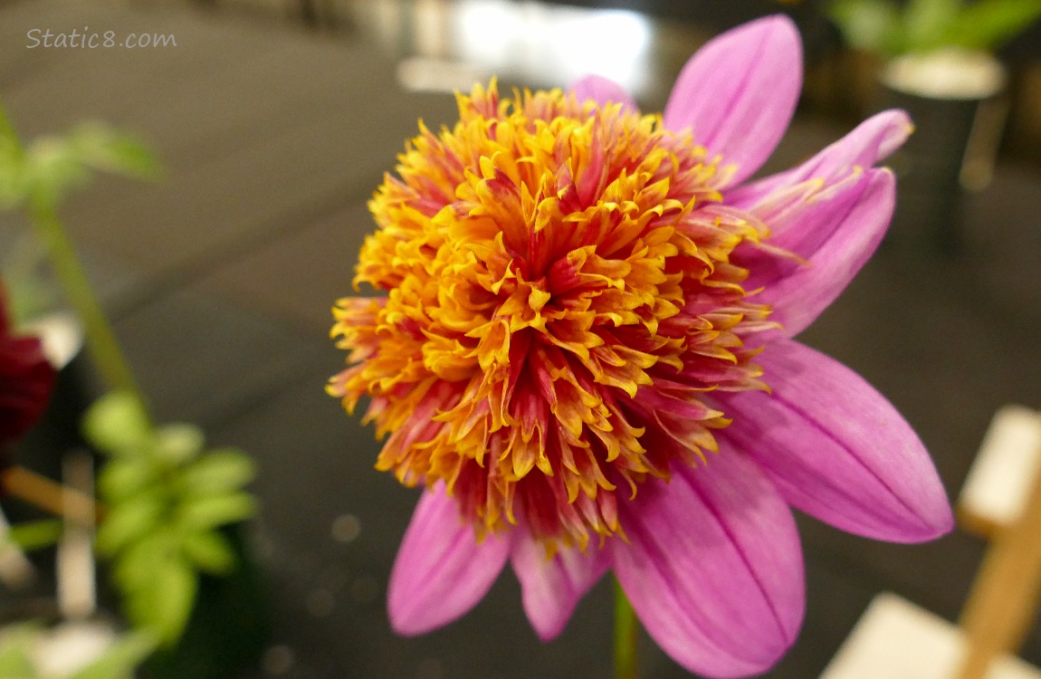 Pink Dahlia with a large orange center