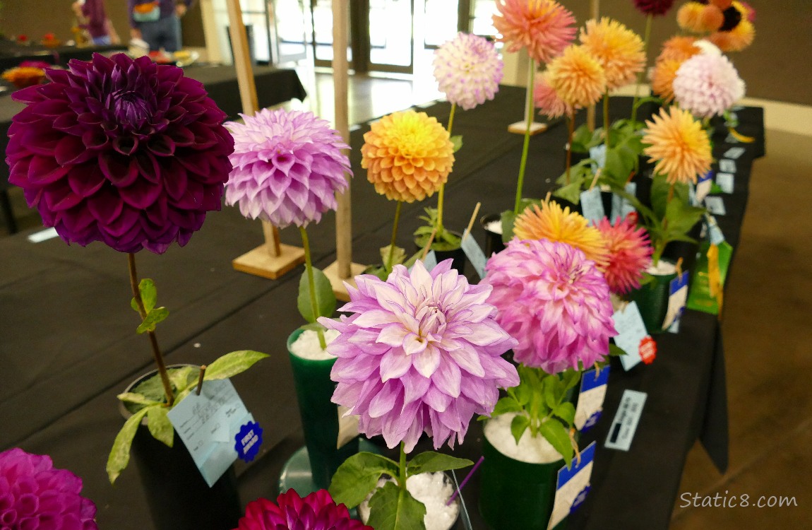 Dahlia blooms