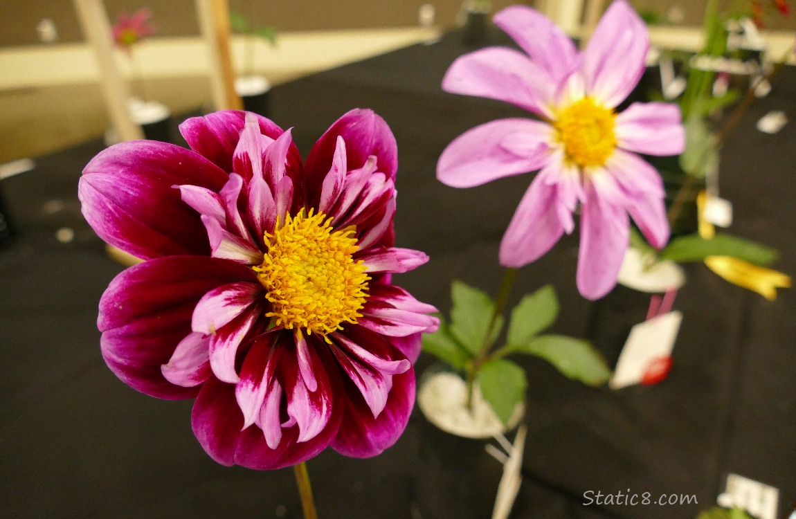 Pink Dahlias