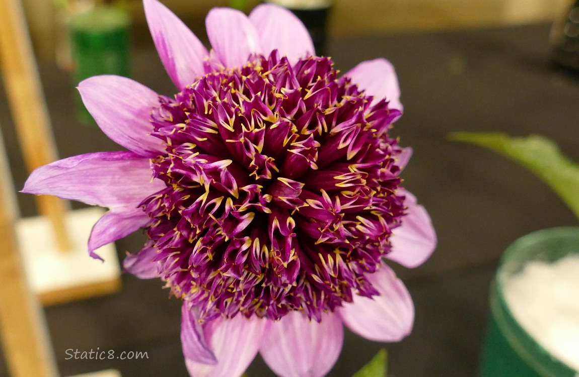 Purple Dahlia with a large center