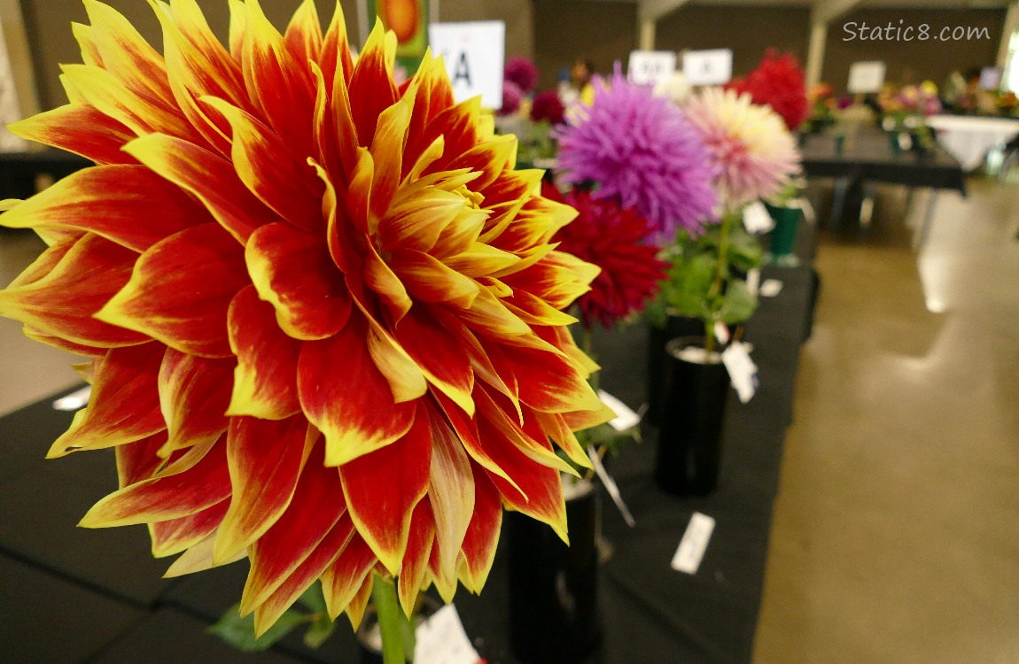 Big red and yellow Dahlia bloom