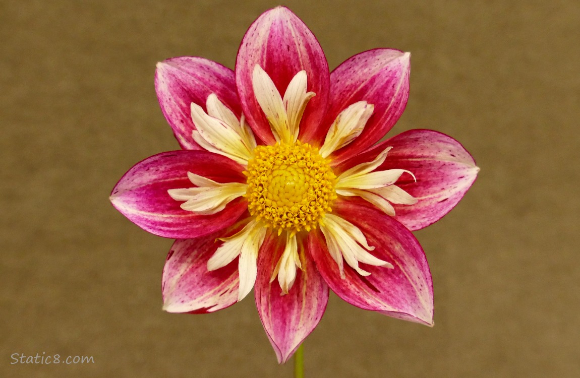 Close up of a Dahlia