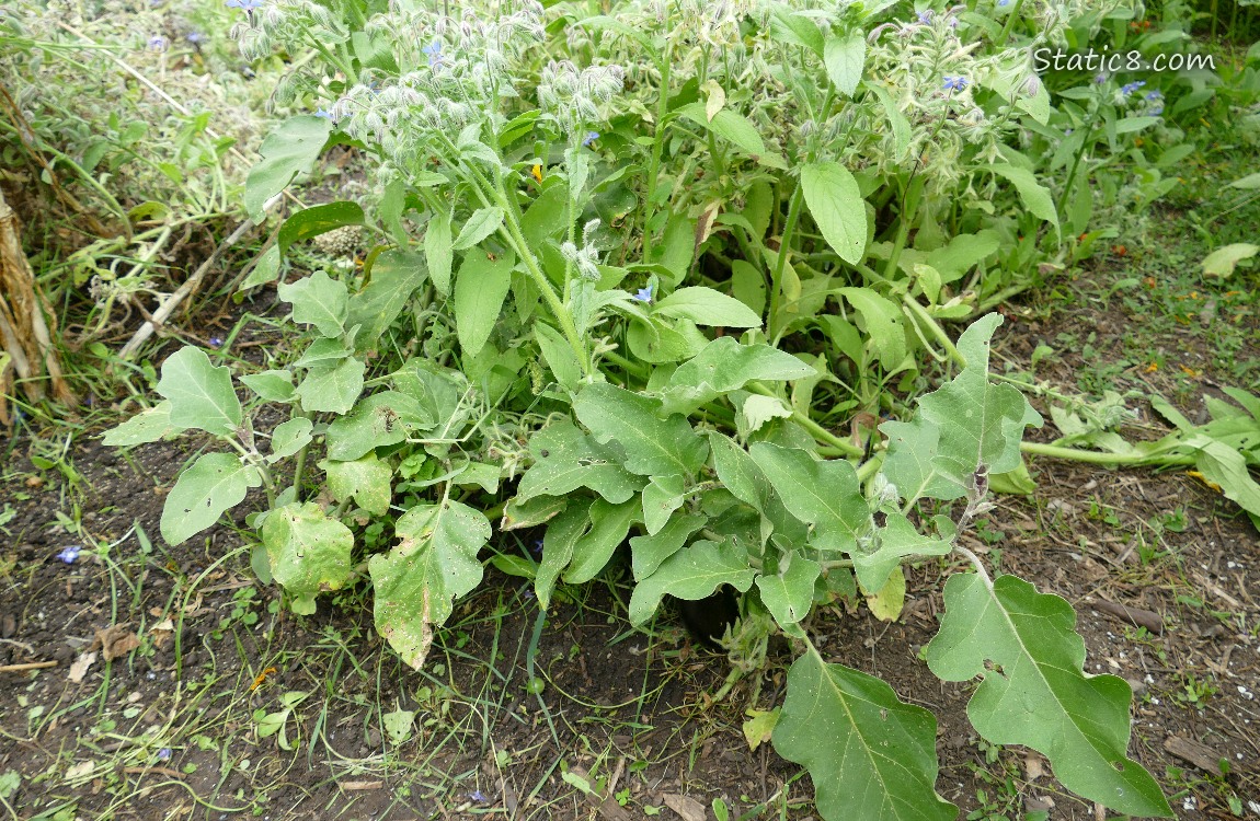 Aubergine plant