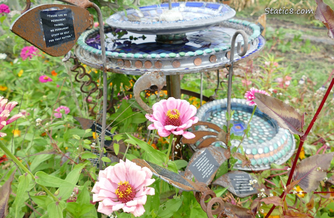 Bird bath with Zinnias