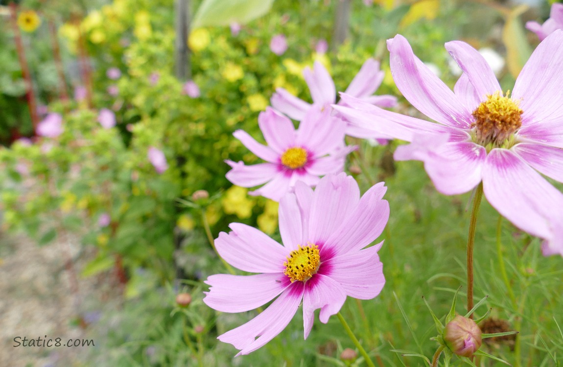 Pink Cosmos blooms with yellow in the background