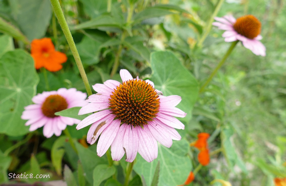 Pink Echinacea blooms