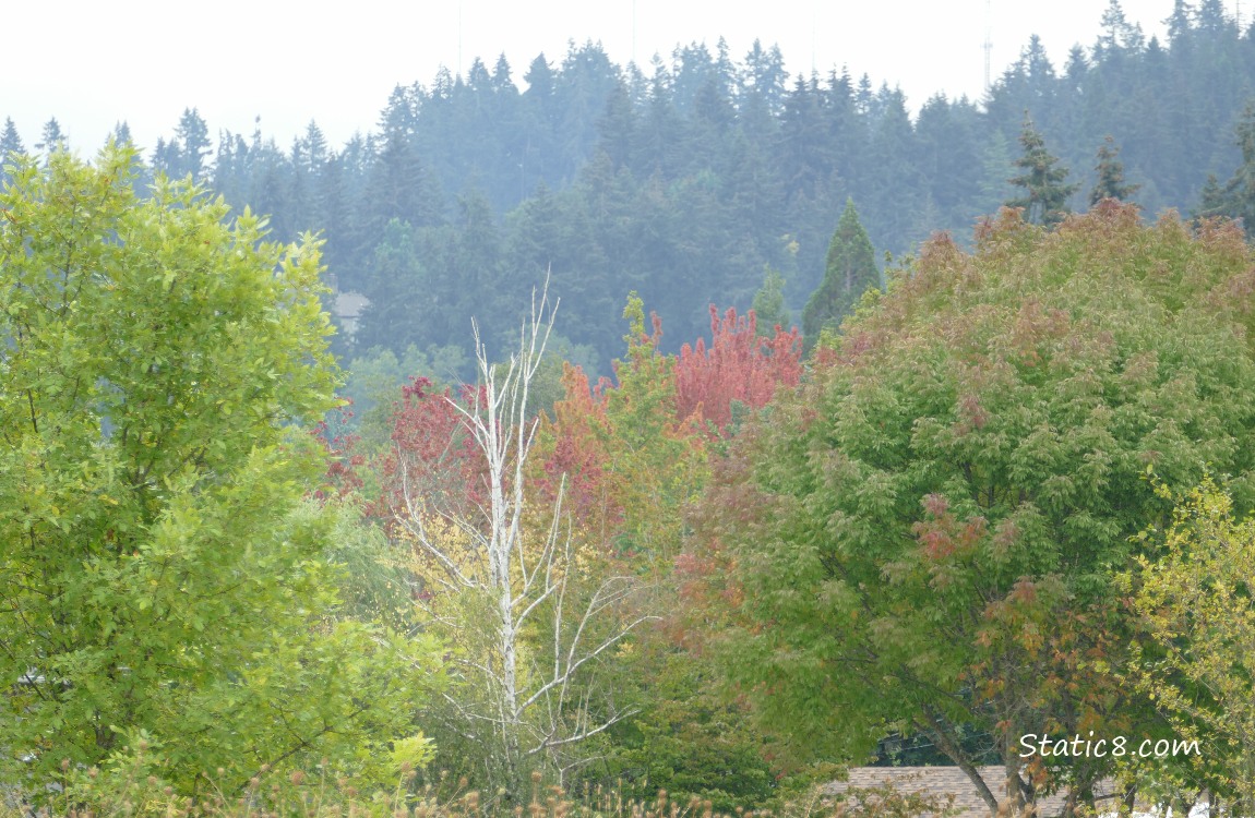 Trees on the hill