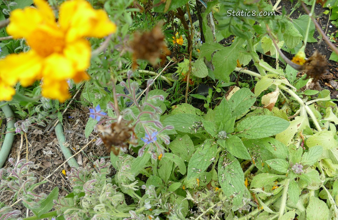 Garden plot