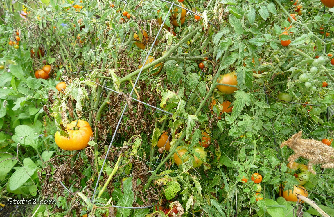 Tomato plants with fruits ripening