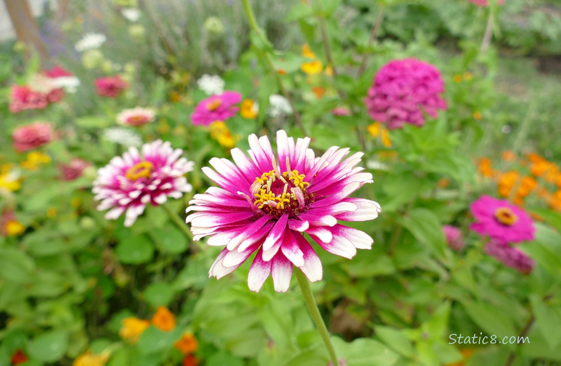 Zinnia blooms