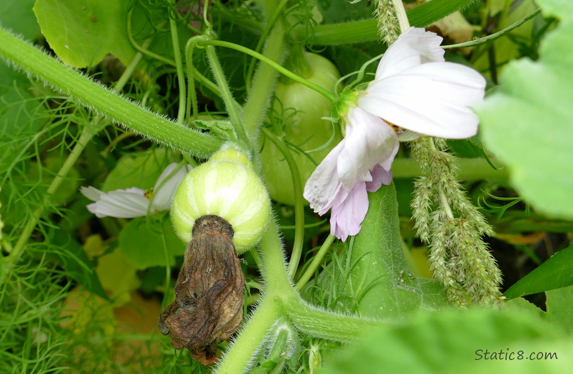 Butternuts growing on the vine