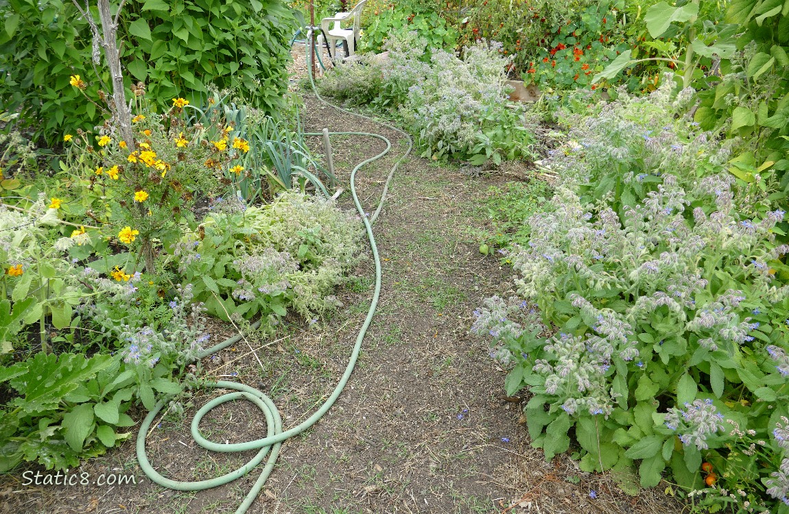 Garden Plot pathway