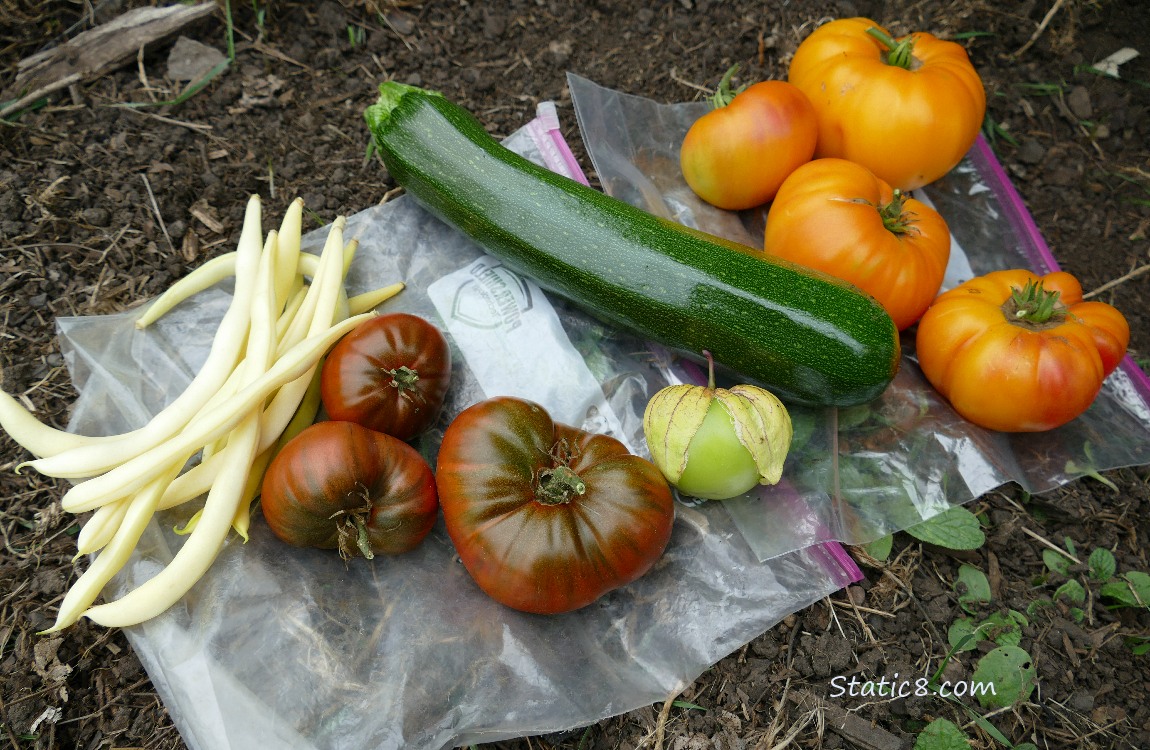 Harvested veggies laying on the ground