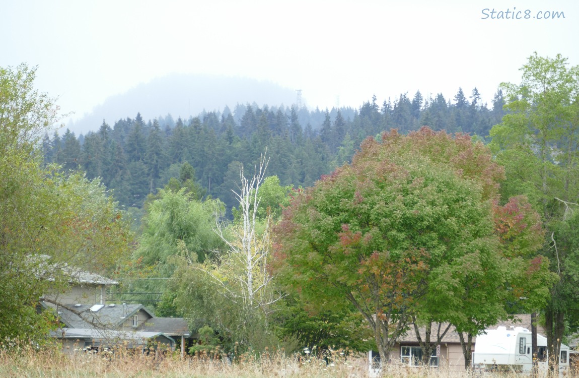 Cloudy trees on the hill