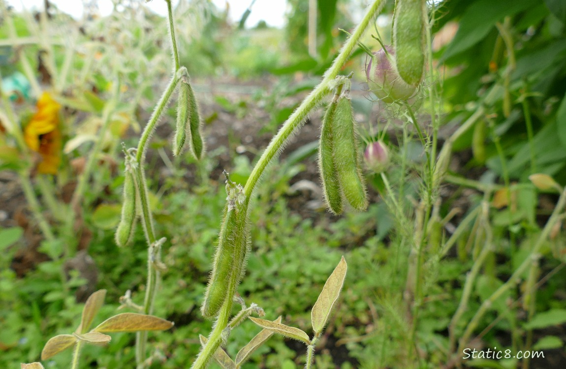 Green Soybean pods, hanging from the plant