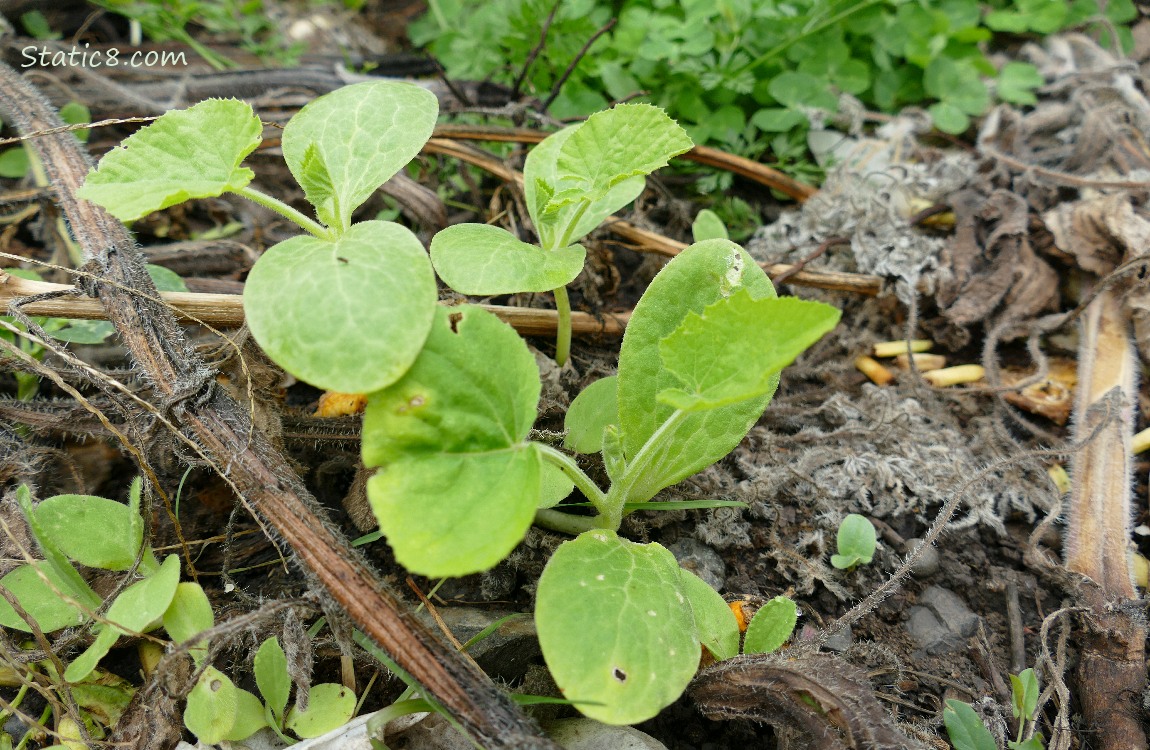 Squash seedlings