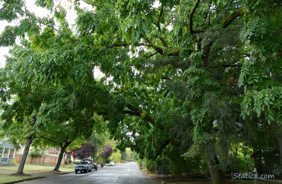 Butternut tree over the street