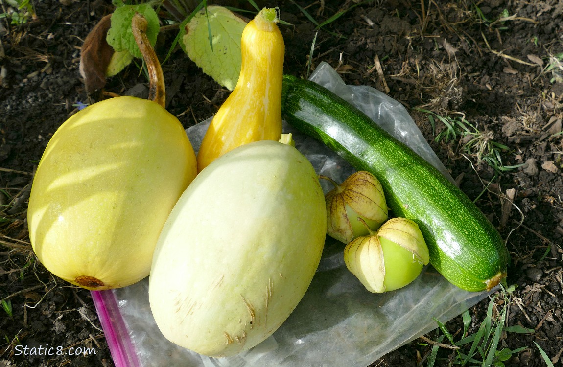 Harvested veggies laying on the ground