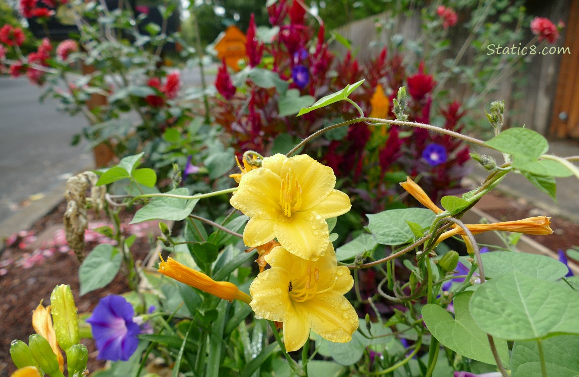 Yellow Lilies with Red Amaranth and purple Morning Glories