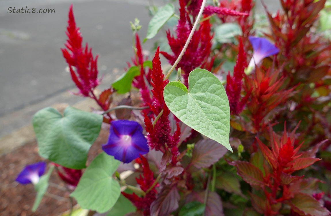 Morning Glory leaves and purple blooms