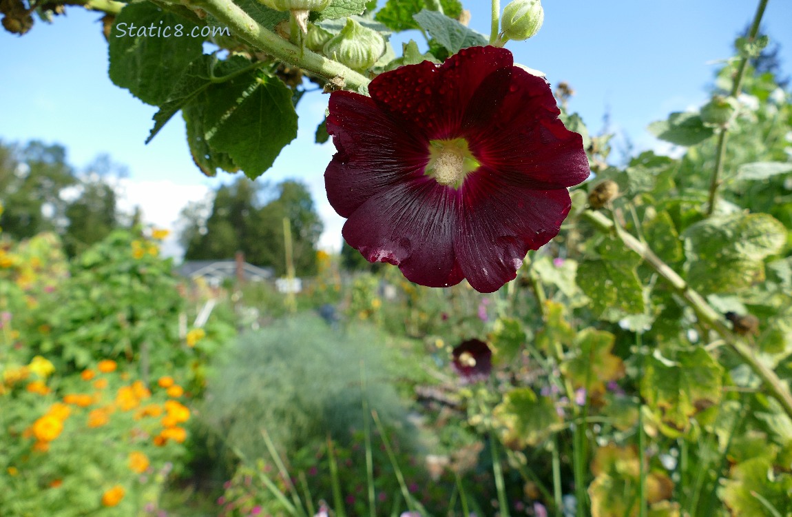 Dark red Hollyhock blooms and the blue sky