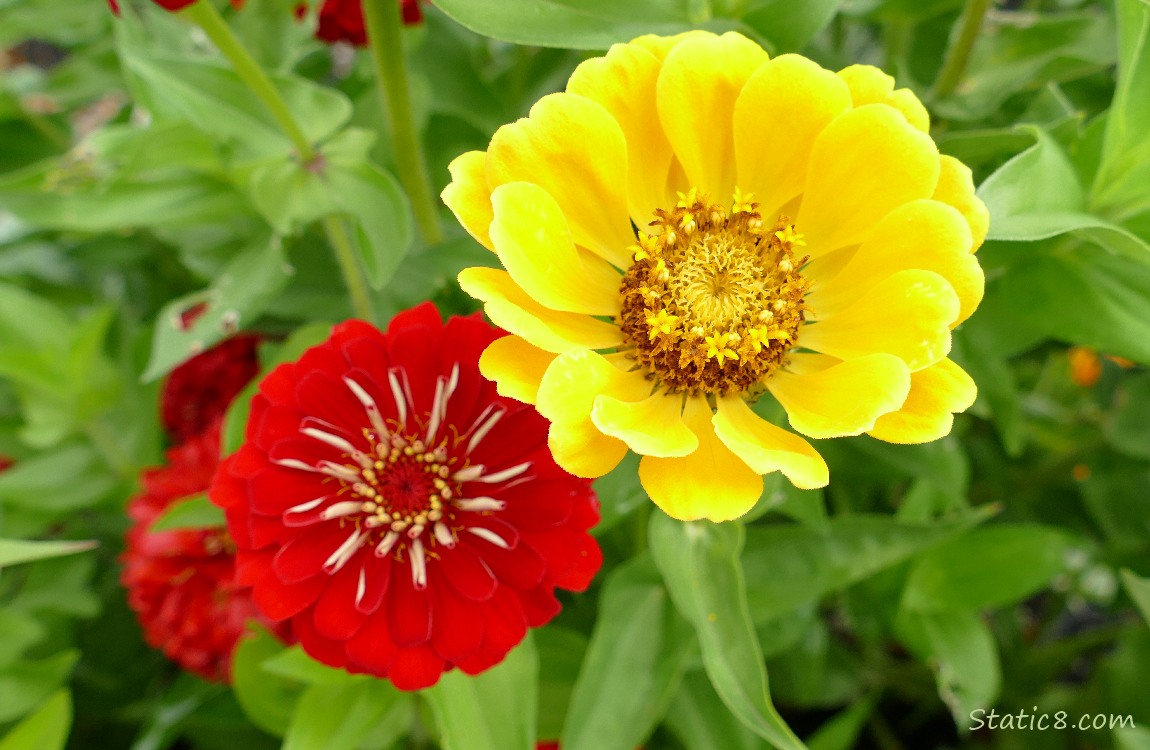 Yellow and red Zinnia blooms