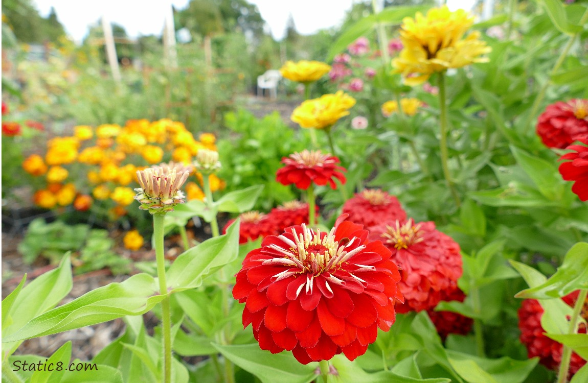 Yellow and red Zinnia blooms