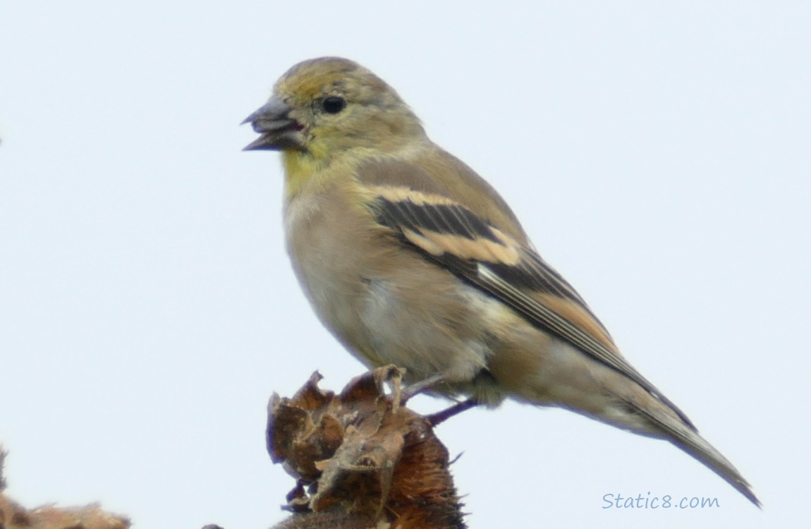 Goldfinch standing on a spent Sunflower head