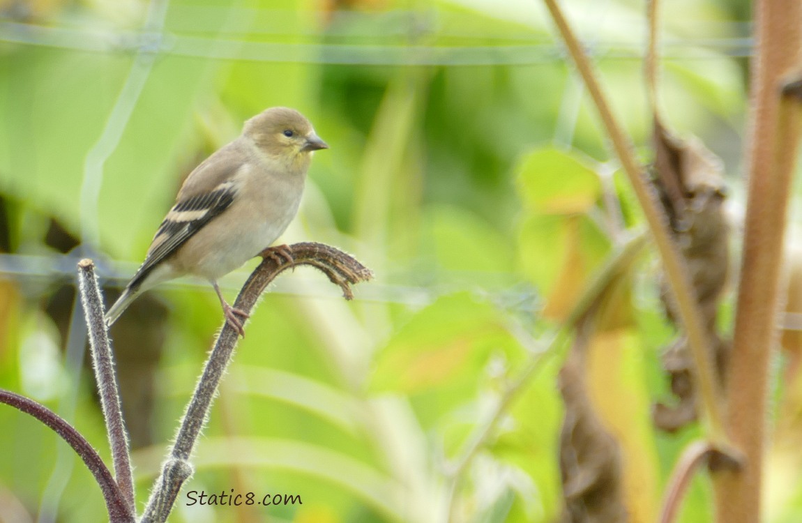 Goldfinch standing on a broken Sunflower stalk