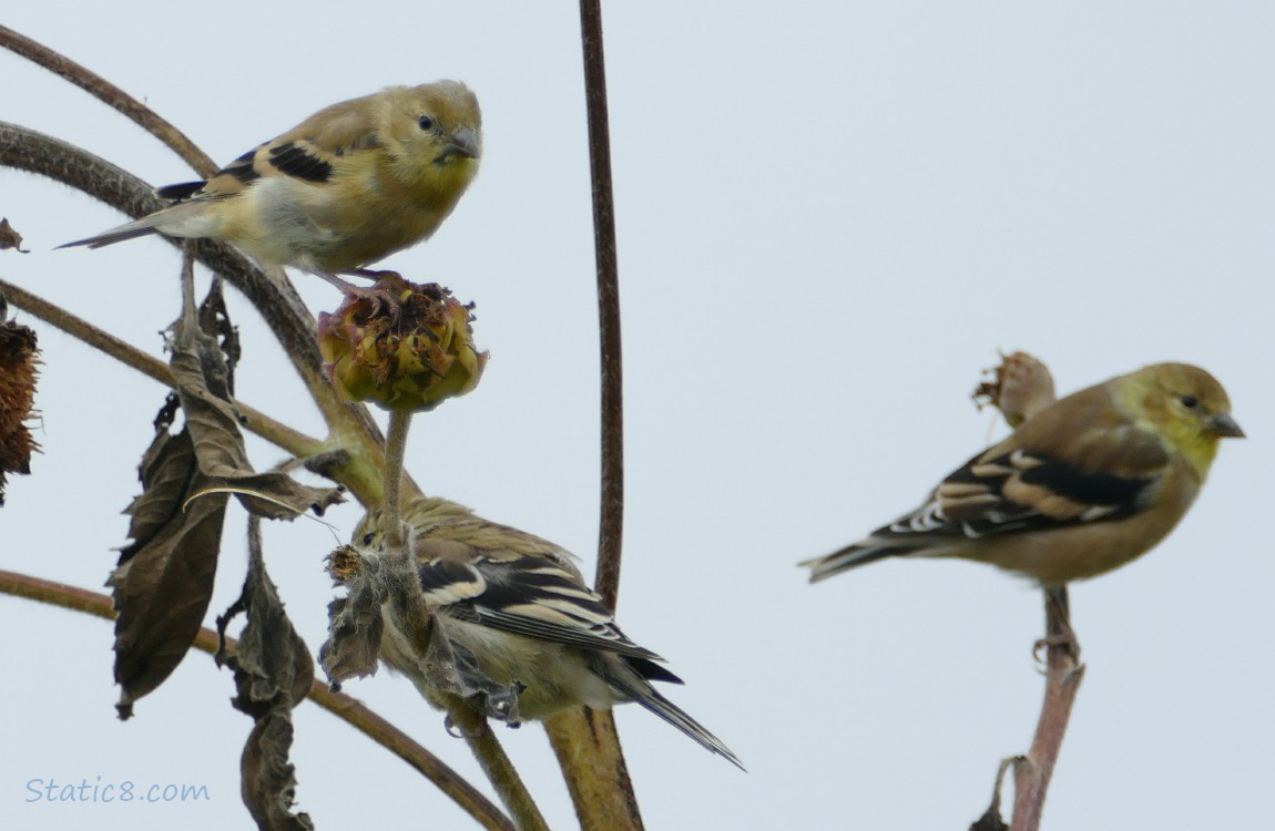 Goldfinches standing on Sunflower stalks