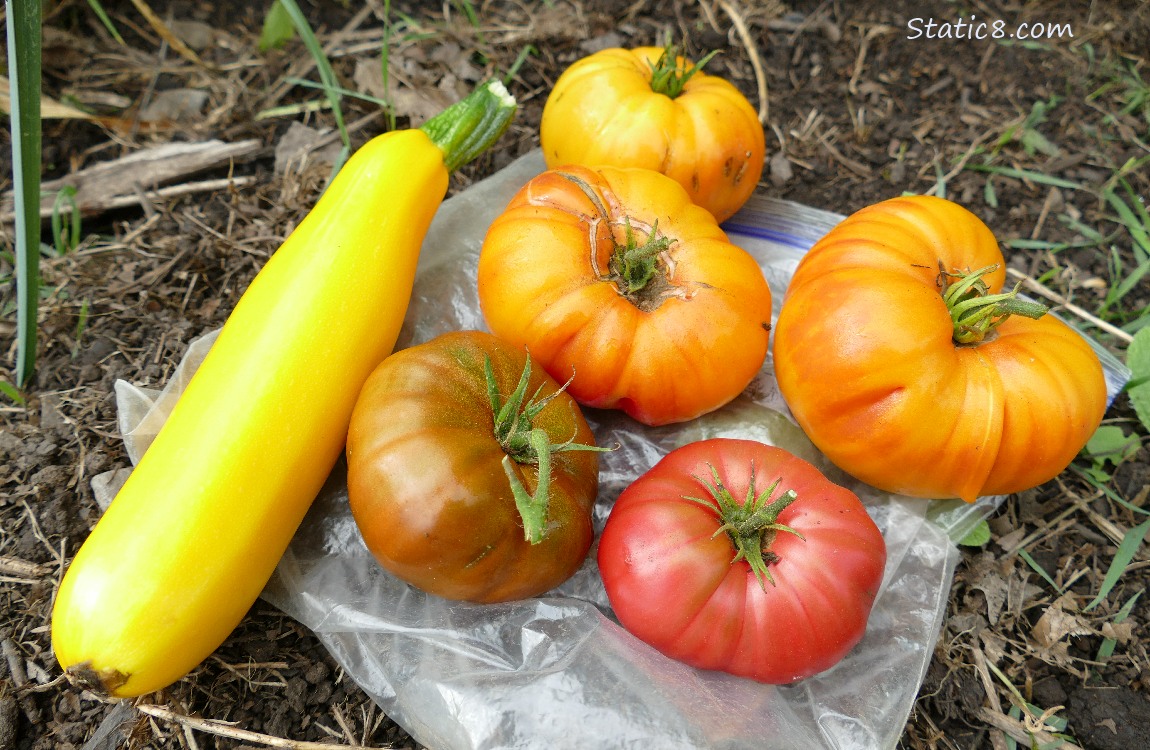 harvested veggies laying on the ground