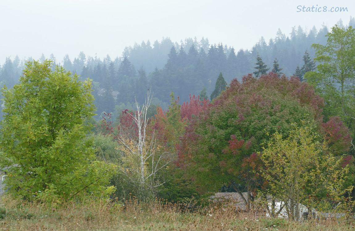 Trees on the hill