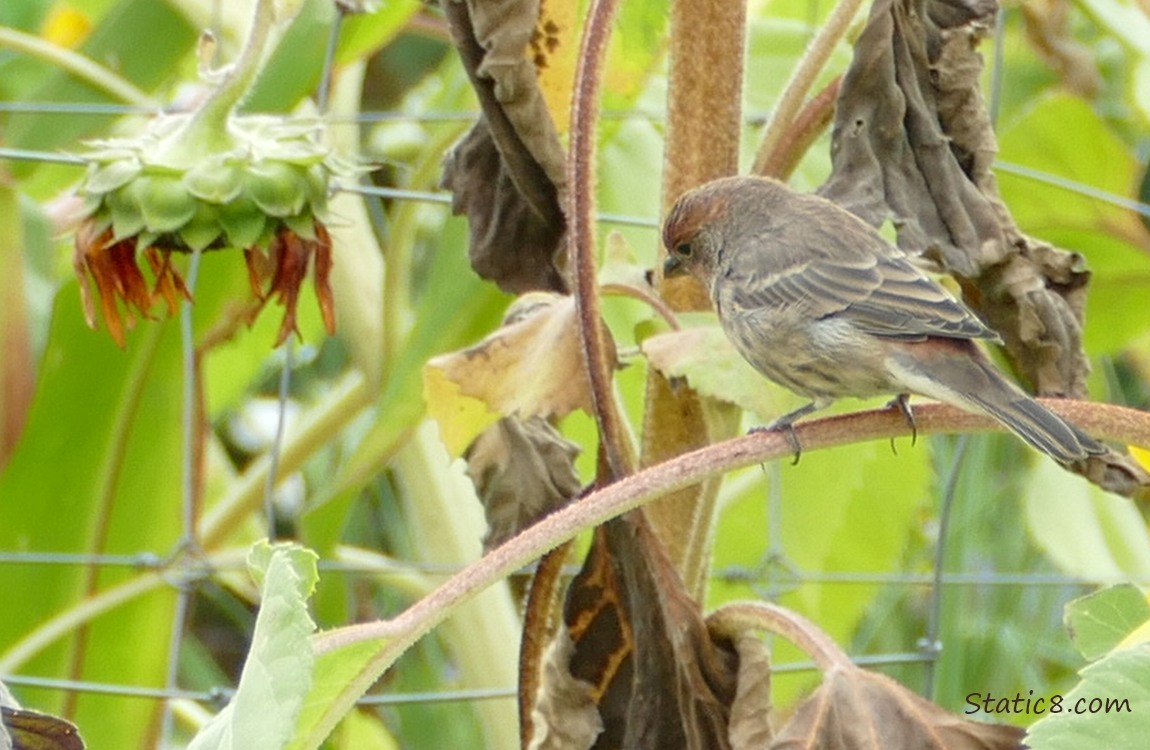 House Finch standing on a Sunflower stalk